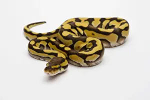 Impresiones de Tigre Fantasma Ball Python o Pitón Real -Pitón real-, hembra Pitón Bola Imprime: Tigre Fantasma Ball Python o Falsa Víbora Real -Python regius-, hembra.