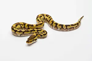 Impresiones de Tigre Fantasma Vientre Amarillo Ball Python o Royal Python -Python regius-, macho Pitón Bola Imprime: Tigre Fantasma Vientre Amarillo Ball Python o Royal Python -Python regius-, macho.