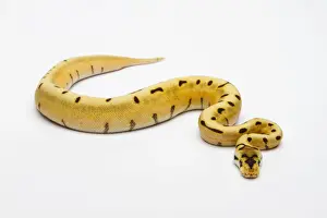 Araña Tigre Bola de Fuego o Serpiente Real -Serpiente real-, hembra.