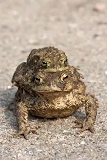 Bufo Bufo Reproduction Imprime: Toad migration, Common toads -Bufo bufo-