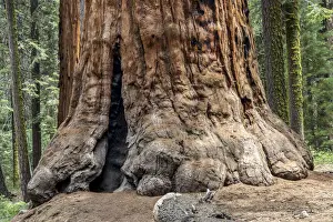 Sequoia Tree Trunk Imprime: Trunk of a Sequoia tree -Sequoioideae