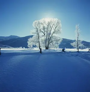 Snow Covered Tree Branches Imprime: Wintry Scene