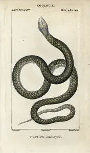 Copperplate Stipple Art Imprime: Amethystine or scrub python, amethyst python
