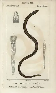 Copperplate Stipple Engraving Imprime: Indian python, python bora, Python molurus