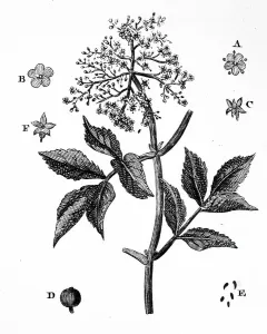 European Black Elder Imprime: A sample of Elder