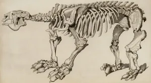 Megatherium Skeleton Imprime: Composite skeleton of Megatherium