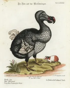 Dodo Bird Illustration Imprime: Dodo, Raphus cucullatus, extinct