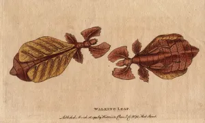 Rare Insect Illustrations Imprime: Phasm or phasmoptere (Phyllium siccifolium)