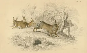 Oryctolagus Cuniculus Species Imprime: Rabbit (Oryctolagus cuniculus), the Old World rabbit. 1828 (hand-coloured engraving)