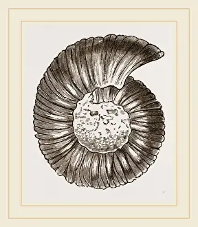 Ammonite Fossils Imprime: Ammonite