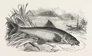 Freshwater Fish Art Imprime: BARBEL