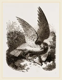 Buzzard Bird Imprime: Buzzard
