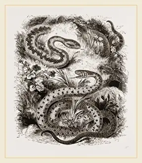 Venomous Snake Species Imprime: Common Adder and Ringed Snake