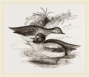 Common Teal Bird Imprime: Common Teals