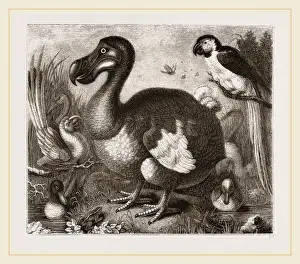 Nature Conservation Efforts Imprime: Dodo