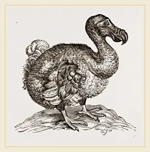 Dodo Bird Imprime: Dodo from Bontius