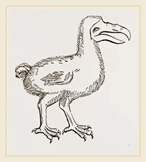 Dodo Bird Imprime: Dodo from Clusius