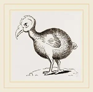 Dodo Bird Imprime: Dodo from Herbert