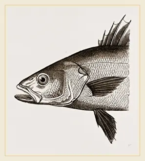 Nature Photography Collection Imprime: Head of Basse