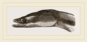 Natural History Museum Specimens Imprime: Head of Eel