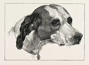 Edwin Landseer Paintings Imprime: HEAD OF POINTER (DOG), BY EDWIN LANDSEER, 1802-1873, PAINTER, 1873 engraving