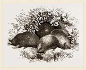 Hedgehog Species Imprime: Hedgehogs