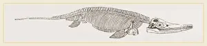 Ancient Marine Life Imprime: Ichthyosaurus