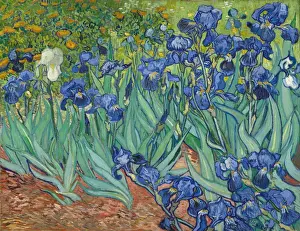 Vincent Van Gogh Masterpiece Imprime: Irises
