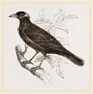 Nature Reserve Indonesia Imprime: Java Mino-Bird