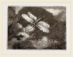 Impresión enmarcada : Lantern-Fly