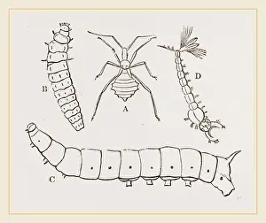Insect Life Cycle Stages Imprime: Larvae of Insects