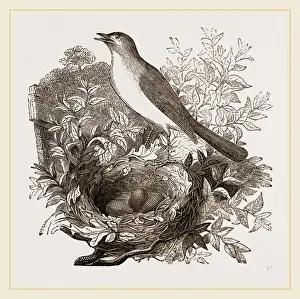 Nightingale Bird Imprime: Nightingale