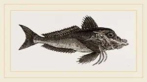 Plant Biology Images Imprime: Piper