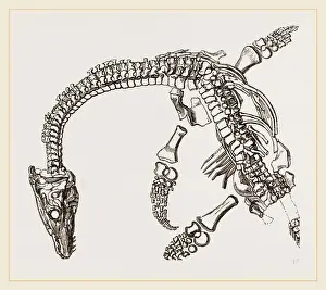 Plesiosaurus Fossil Imprime: Plesiosaurus as imbedded