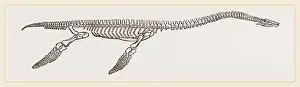 Marine Reptile Fossils Imprime: Skeleton of Plesiosaurus restored