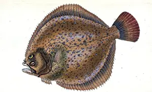 Marine Life Illustration Imprime: Small-headed Dab, Pleuronectes microcephalus, 1803, British fishes, Donovan, E. (Edward)