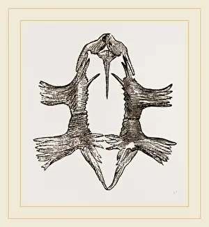 Natural History Museum Exhibit Imprime: Sternum of Loggerhead Turtle