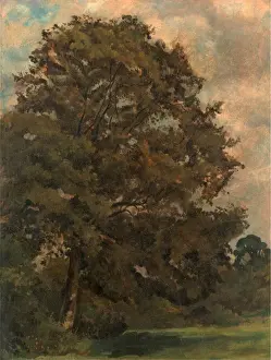 Green Meadow Landscapes Imprime: Study of an Ash Tree, Lionel Constable, 1828-1887, British