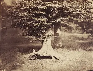 19th Century French Artwork Imprime: [The Beech Tree]