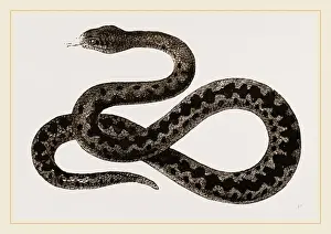 Venomous Snake Species Imprime: Viper