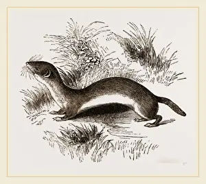Weasel Species Imprime: Weasel