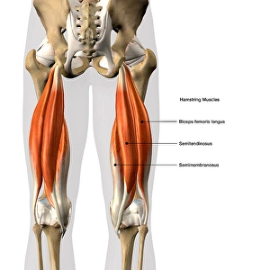 Anatomy Illustrations Imprime: 3D rendering of the hamstring muscles, with labels