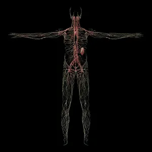 Circulatory System Physiology Imprime: 3D rendering of human lymphatic system