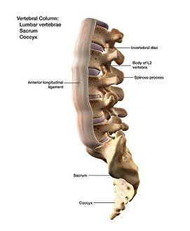 Human Spine Anatomy Imprime: 3D rendering of the vertebral column