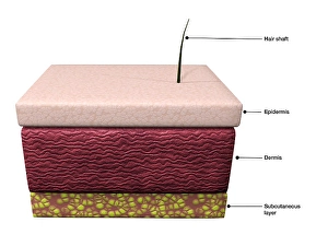 Human Skin Anatomy Imprime: Basic layers of human skin; epidermis