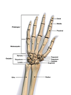 Huesos de la mano humana con etiquetas.