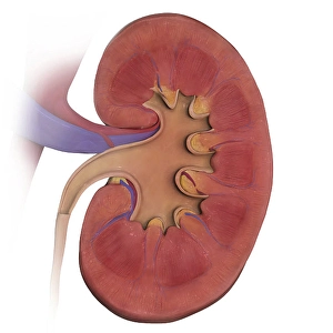 Kidney Anatomy Imprime: Coronal section of left kidney