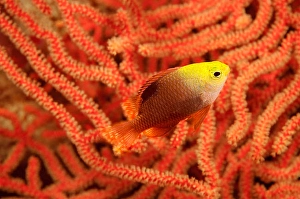 Tropical Fish Images Imprime: This darker version of Talbot's damselfish