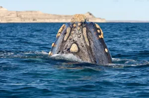 Eubalaena Australis Imprime: Top of the head, seen from behind