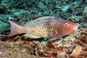 Underwater Animal Images Imprime: The initial phase of an ember parrotfish
